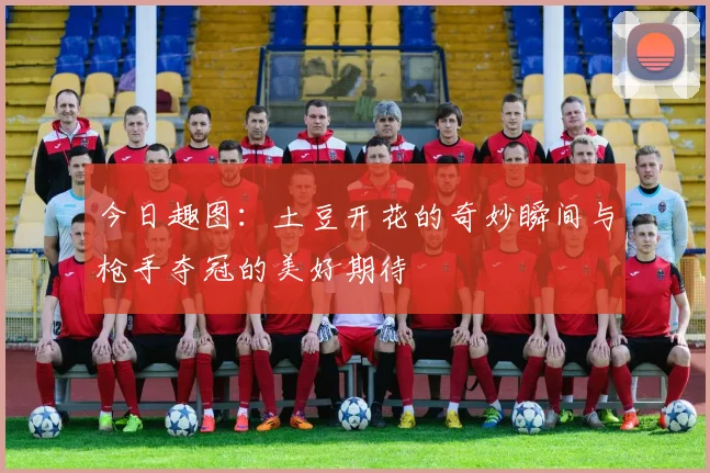 今日趣图：土豆开花的奇妙瞬间与枪手夺冠的美好期待